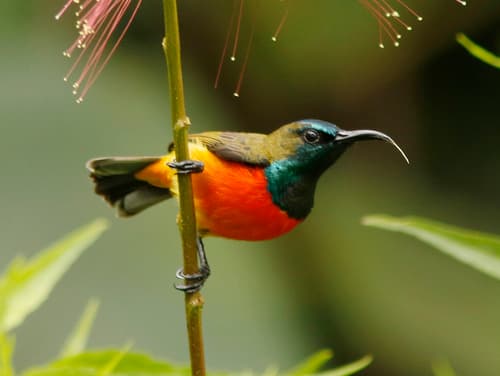 Flame-breasted Sunbird