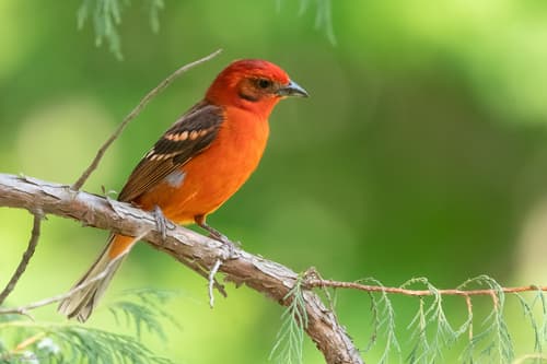 Flame-colored Tanager