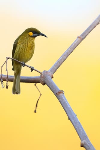 Flame-eared Honeyeater