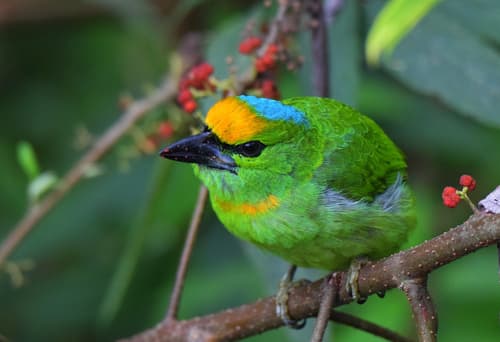 Flame-fronted Barbet
