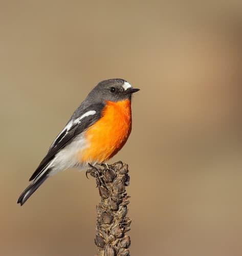 Flame Robin