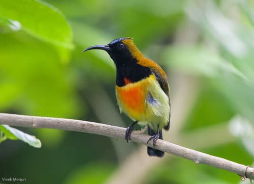 Flaming Sunbird