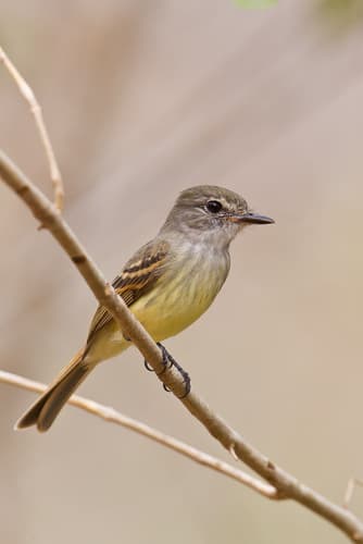 Flammulated Flycatcher