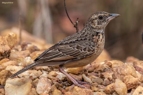 Flappet Lark