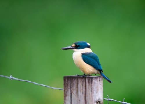 Flat-billed Kingfisher