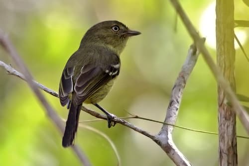 Flat-billed Vireo