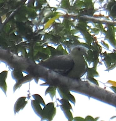 Flores Green-Pigeon