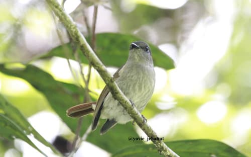 Flores Jungle-Flycatcher