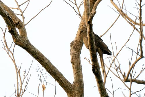 Flores Sea Cuckoo-Dove