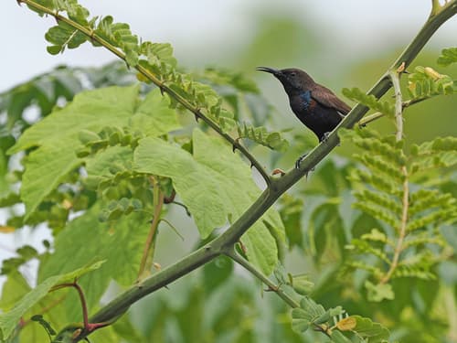 Flores Sea Sunbird