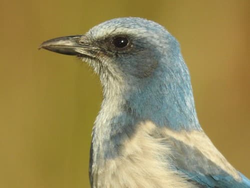 Florida Scrub-Jay
