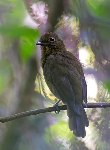 Foothill Schiffornis