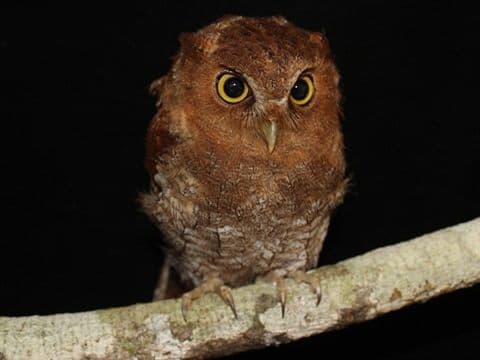 Foothill Screech-Owl