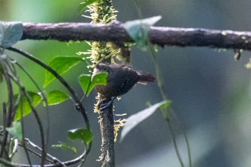 Foothill Stipplethroat