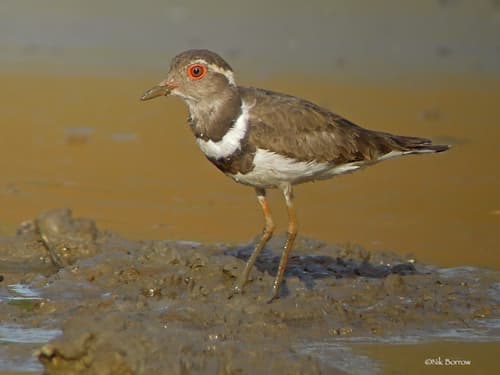 Forbes's Plover