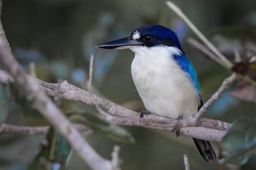 Forest Kingfisher