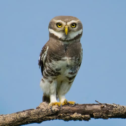 Forest Owlet