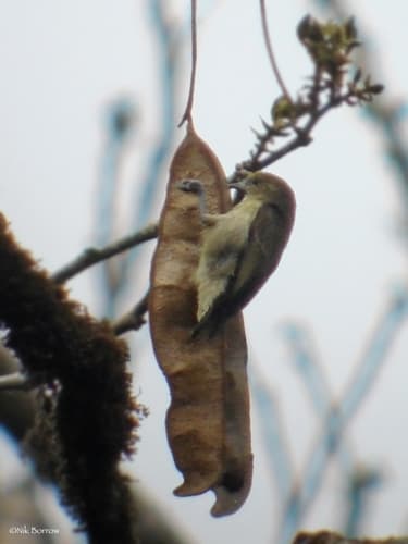 Forest Penduline-Tit