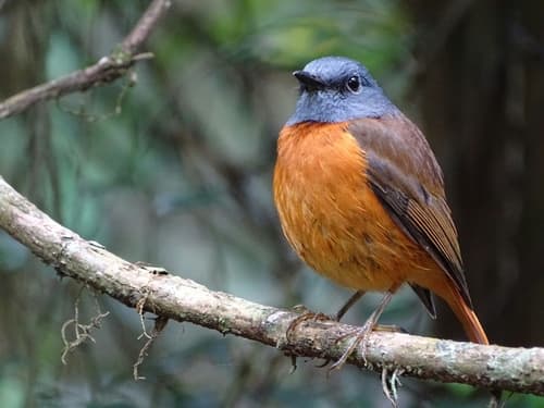 Forest Rock-Thrush