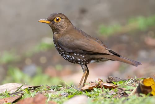 Forest Thrush
