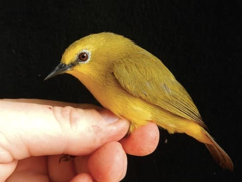 Forest White-eye