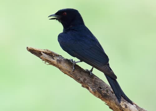 Fork-tailed Drongo
