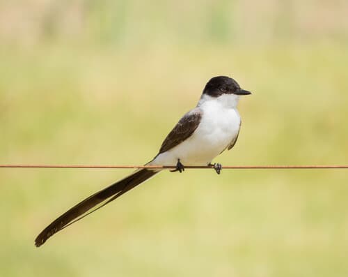 Fork-tailed Flycatcher
