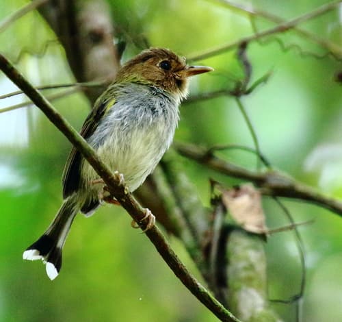 Fork-tailed Pygmy-Tyrant
