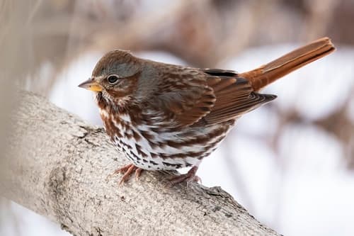 Fox Sparrow