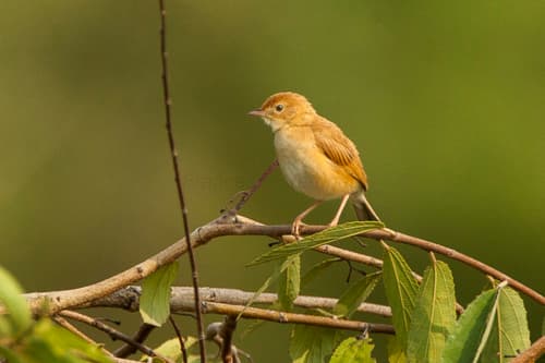 Foxy Cisticola
