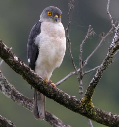 Frances's Sparrowhawk