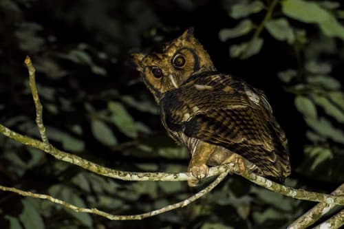 Fraser’s Eagle Owl