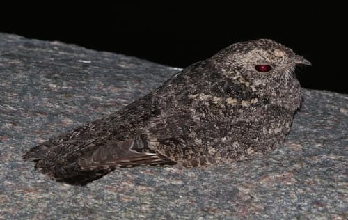 Freckled Nightjar
