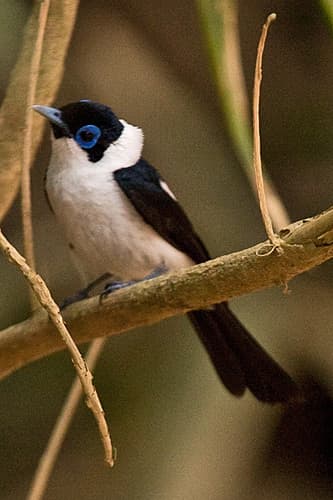 Frill-necked Monarch