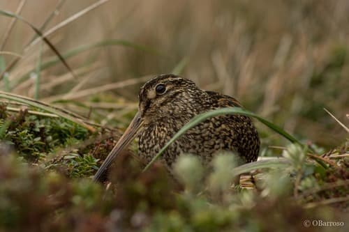 Fuegian Snipe