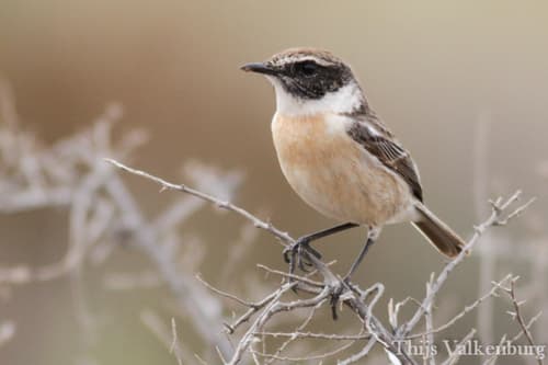 Fuerteventura Stonechat