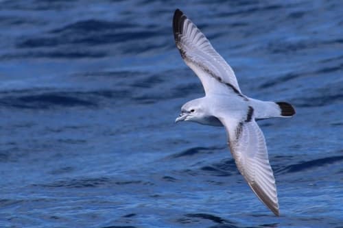 Fulmar Prion