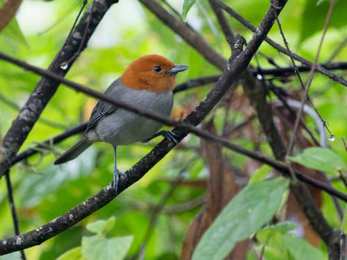 Fulvous-headed Tanager
