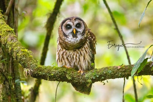 Fulvous Owl