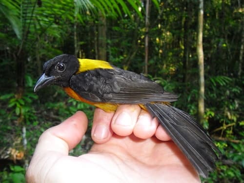 Fulvous Shrike-Tanager