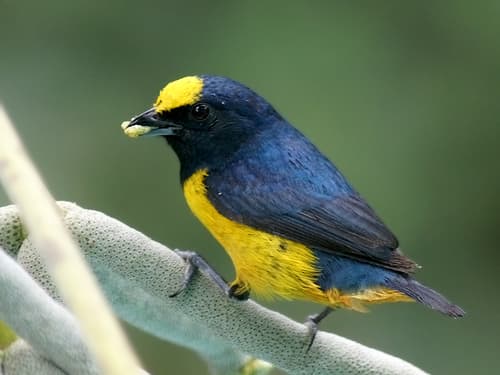 Fulvous-vented Euphonia