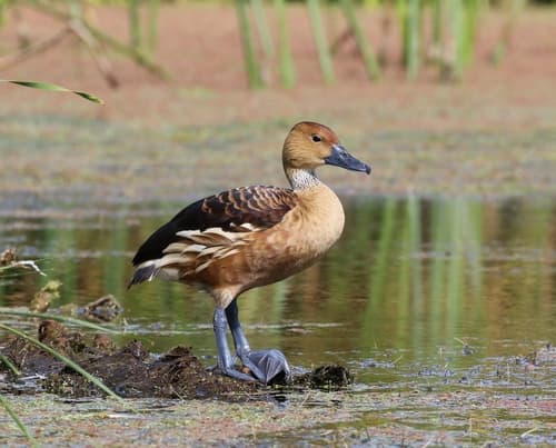 Fulvous Whistling-Duck