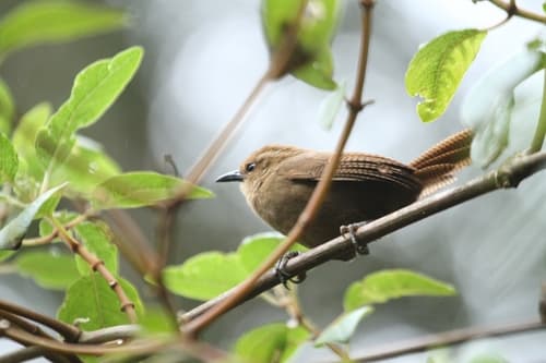 Fulvous Wren