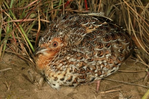 Fynbos Buttonquail