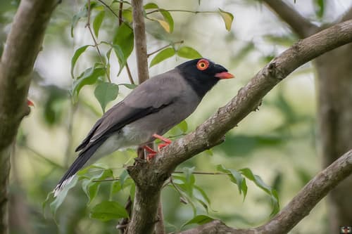 Gabela Helmetshrike