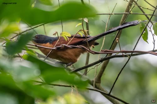 Gabon Coucal