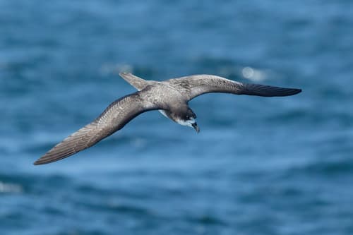 Galápagos Petrel