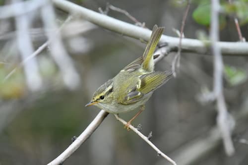 Gansu Leaf Warbler