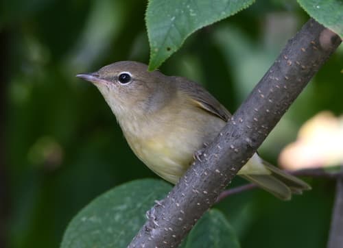 Garden Warbler