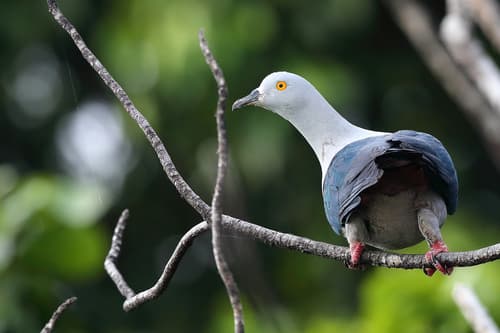 Geelvink Imperial Pigeon